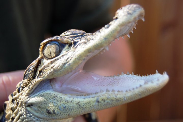 Everglades Airboat, Wildlife Exhibit, & Roundtrip Bus from Miami