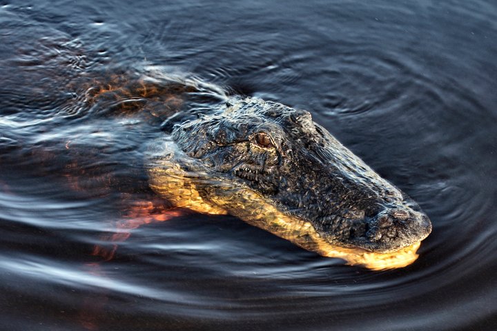 Everglades Airboat, Wildlife Exhibit, & Roundtrip Bus from Miami