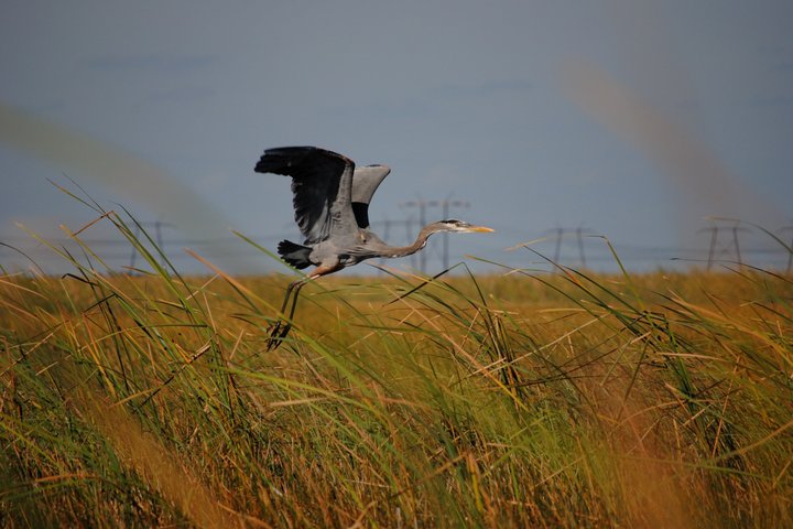 Everglades Airboat, Wildlife Exhibit, & Roundtrip Bus from Miami