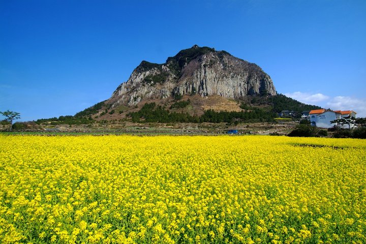 Jeju South-West Essentials: Hallasan & Signature Highlights
