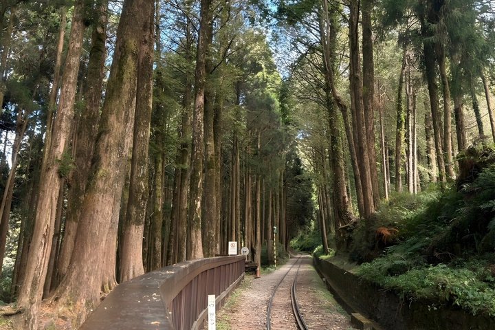 Alishan Join-in Day Tour from Kaohsiung (Incl. Park Entrance)