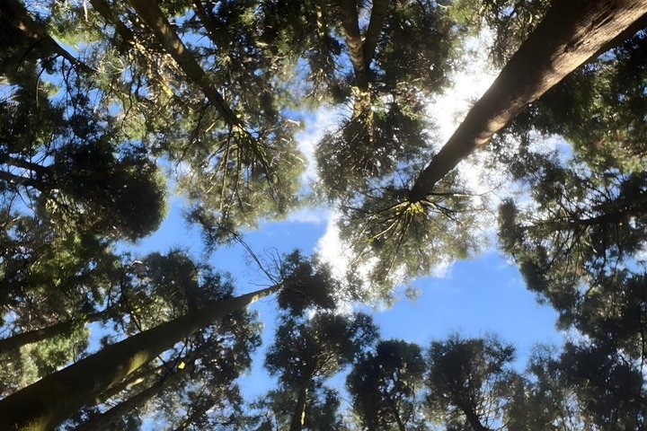 Alishan Join-in Day Tour from Chiayi (Incl. Park Entrance)