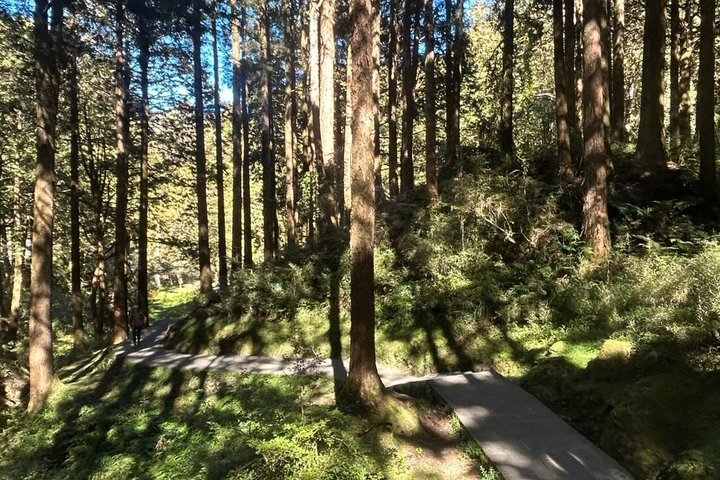 Alishan Join-in Day Tour from Kaohsiung (Incl. Park Entrance)