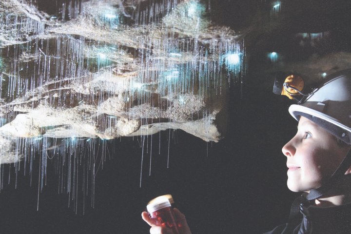 From Auckland: Spellbound, Waitomo Glowworm Cave Small Group Tour