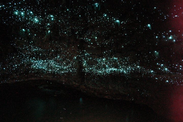 From Auckland: Spellbound, Waitomo Glowworm Cave Small Group Tour