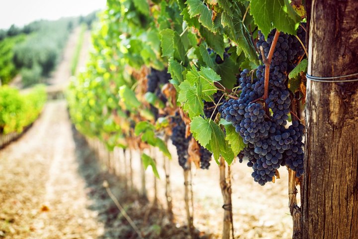 From Siena Best of Tuscany Wines and Lunch in Montepulciano