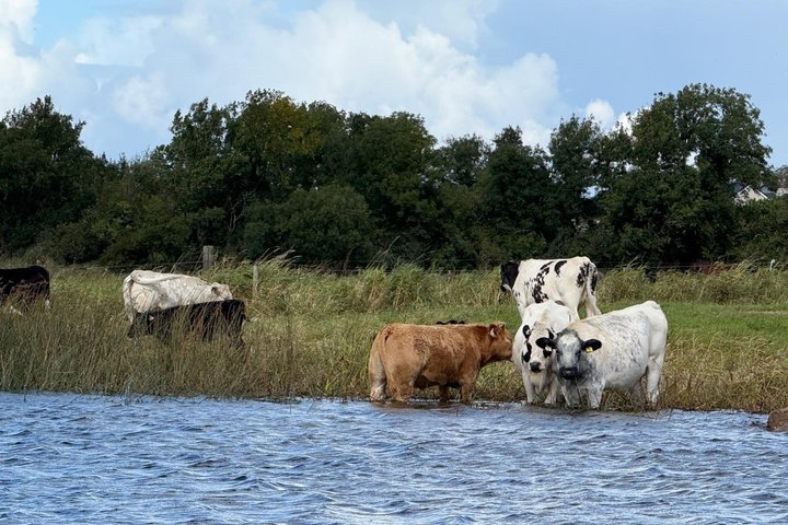 Private Boat Tour on River Shannon to Clonmacnoise, Athlone