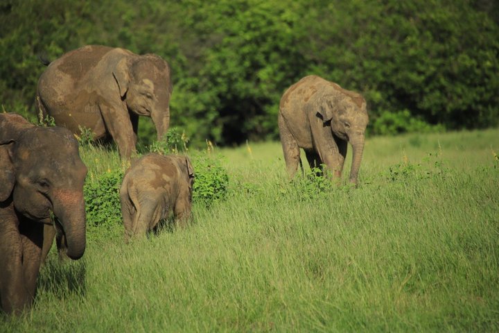 Minneriya National Park Half Day Private Safari With Expert Guide