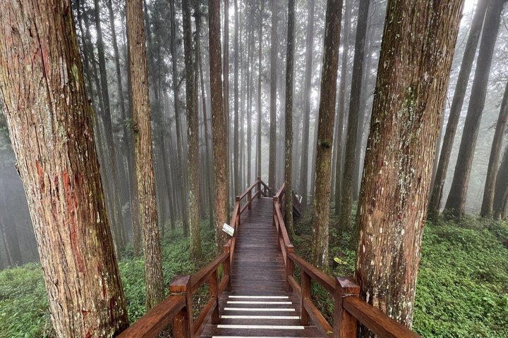 Alishan Join-in Day Tour from Chiayi (Incl. Park Entrance)
