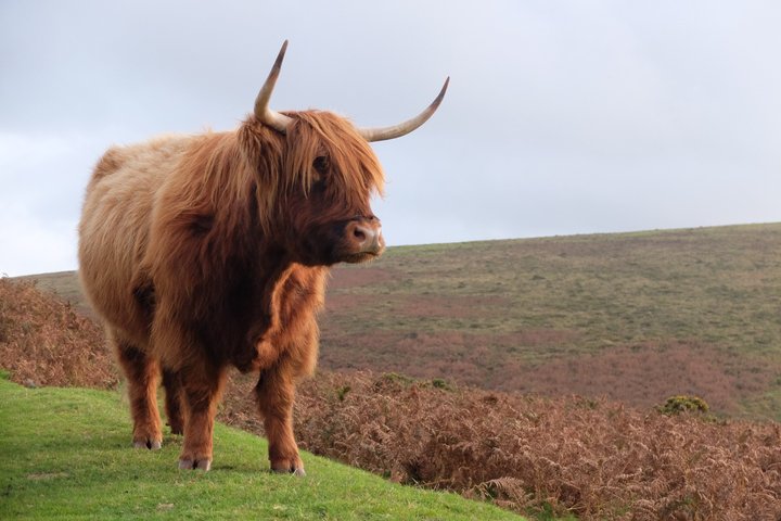 Dartmoor National Park and the Hound of the Baskervilles