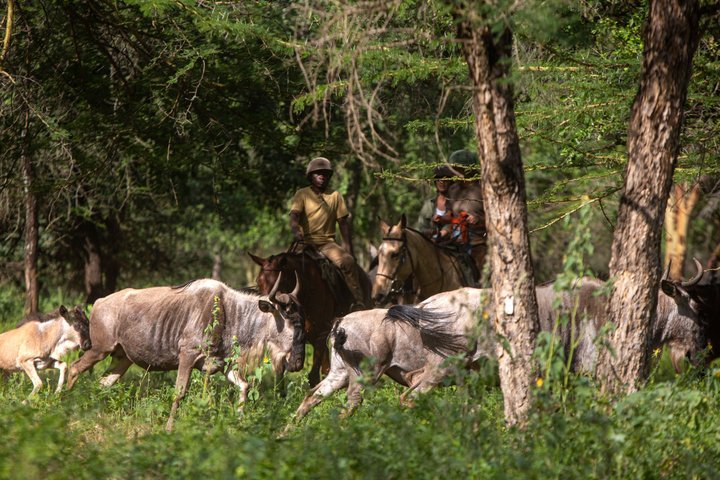 Horseback riding in Tanzania