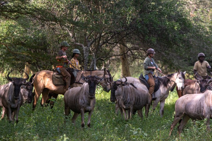 Horseback riding in Tanzania