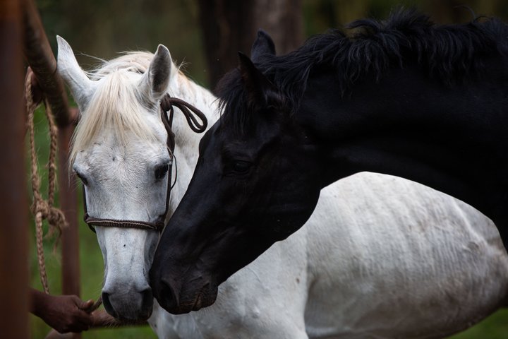 Horseback riding in Tanzania