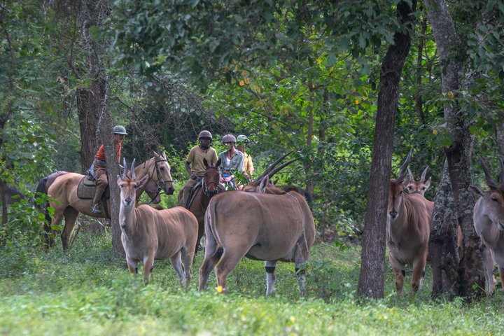 Horseback riding in Tanzania