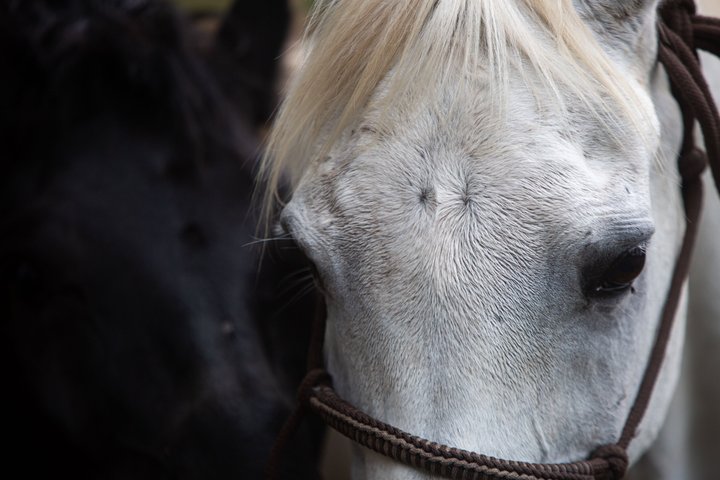 Horseback riding in Tanzania