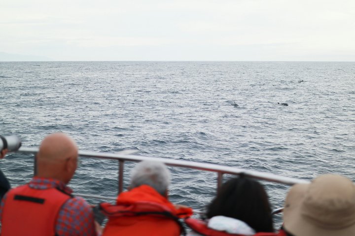 Humpback Whale Watching Tour