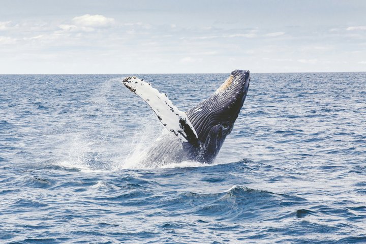 Humpback Whale Watching Tour