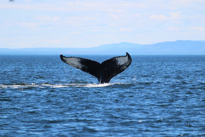Humpback Whale Watching Tour