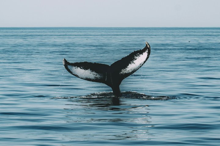 Humpback Whale Watching Tour