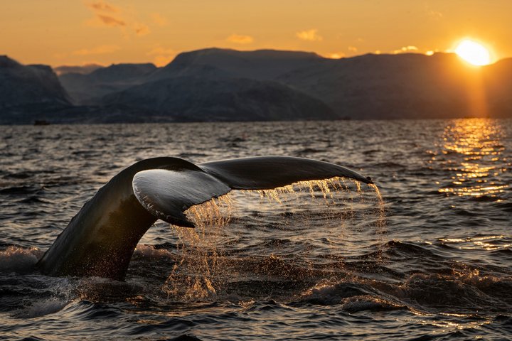 Humpback Whale Watching Tour