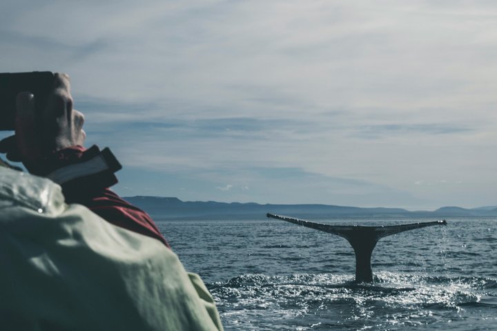 Humpback Whale Watching Tour