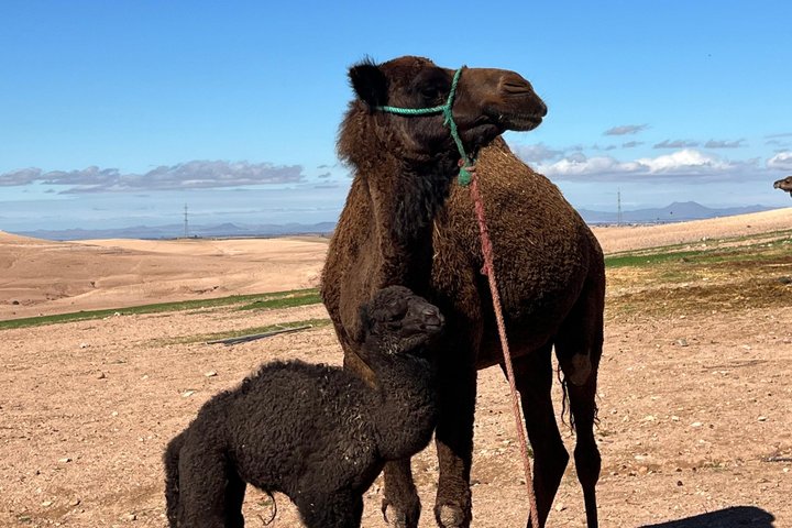 Marrakech Desert Agafay Quad & Camel with Lunch & swimming pool