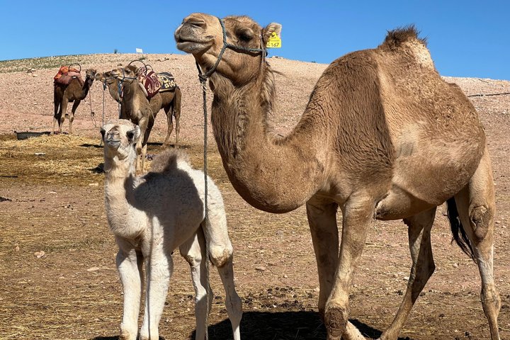 Marrakech Desert Agafay Quad & Camel with Lunch & swimming pool