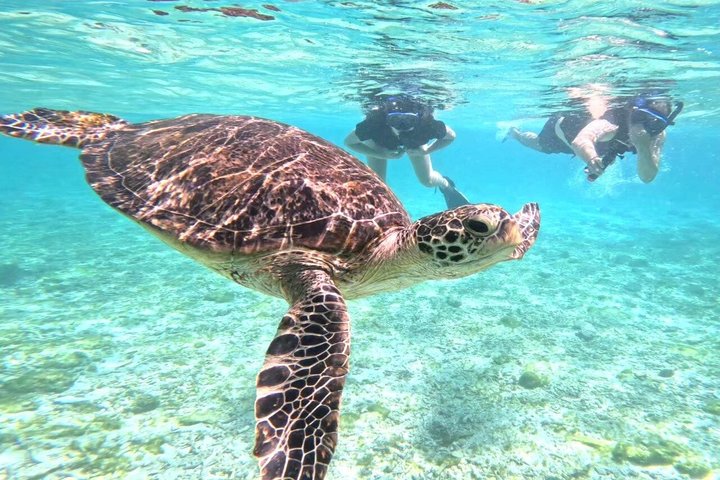 Okinawa Iriomote Barasu Snorkeling and Yubu Sightseeing
