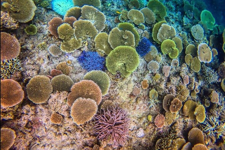 Okinawa Iriomote Barasu Snorkeling and Yubu Sightseeing