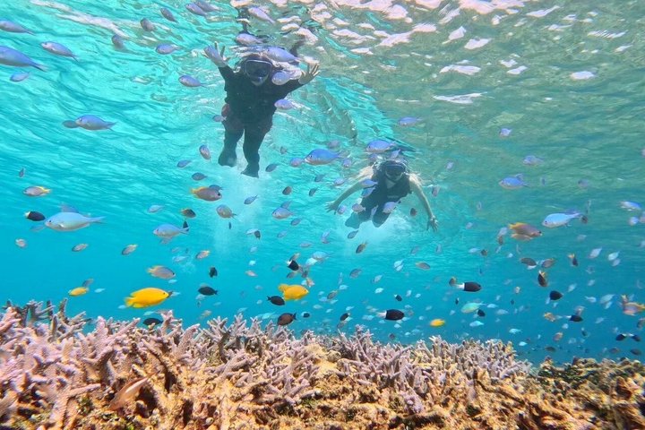 Okinawa Iriomote Barasu Snorkeling and Yubu Sightseeing