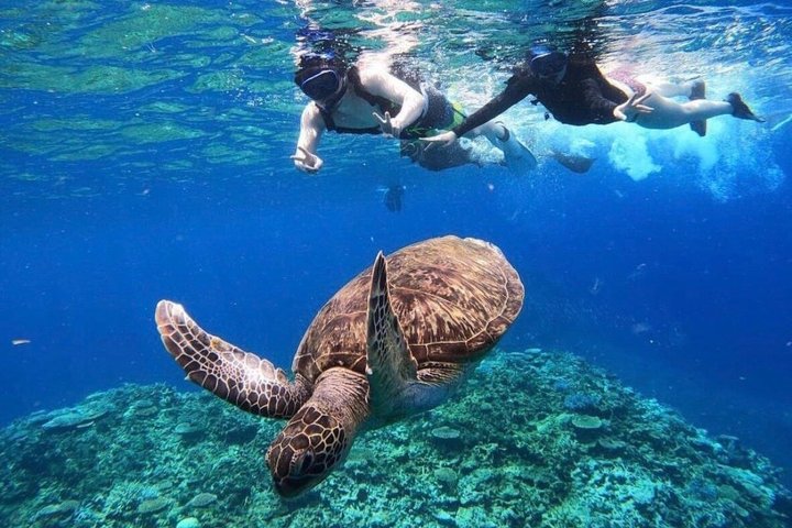Okinawa Iriomote Barasu Snorkeling and Yubu Sightseeing