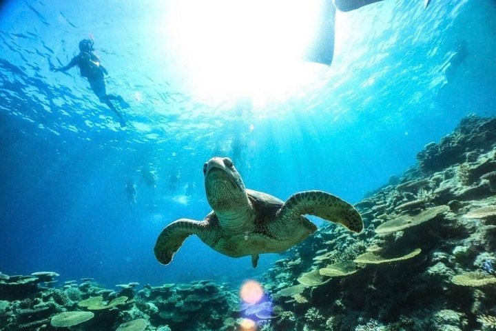 Okinawa Iriomote Barasu Snorkeling and Yubu Sightseeing