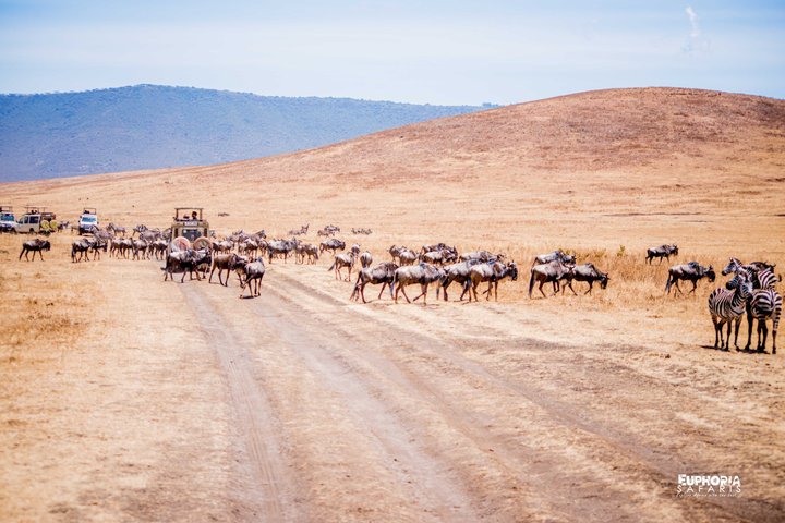 Ngorongoro Crater Day Trip