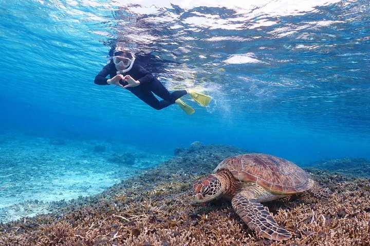 Snorkeling in Miyakojima- Fluent English! Small group!