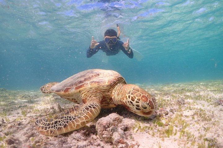 Snorkeling in Miyakojima- Fluent English! Small group!