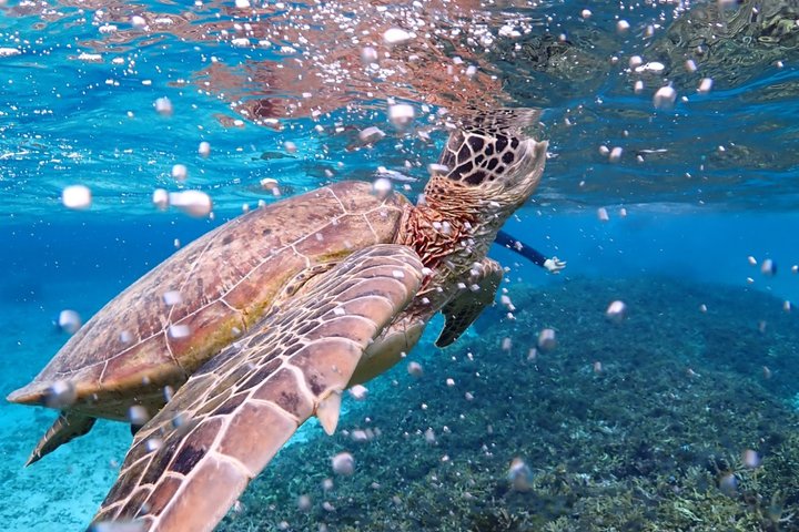 Snorkeling in Miyakojima- Fluent English! Small group!