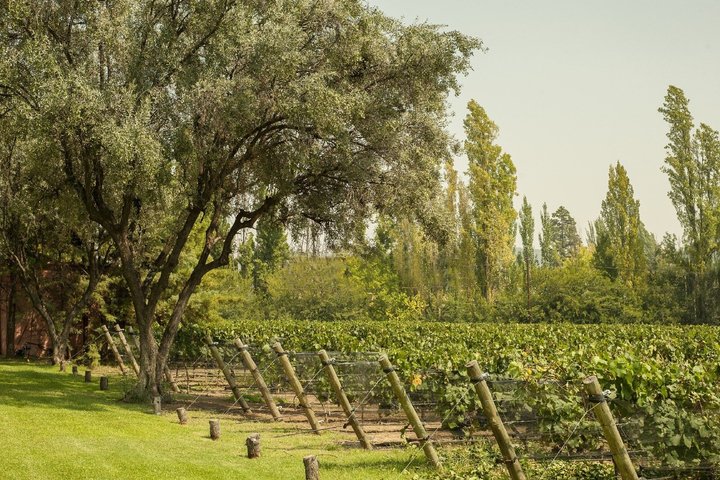 Visit 3 Wineries (The Enemy Included) + Lunch & Private Transport