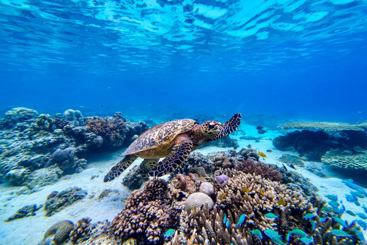 Premium Small-Group Tour with Gili Trawangan Meeting Point