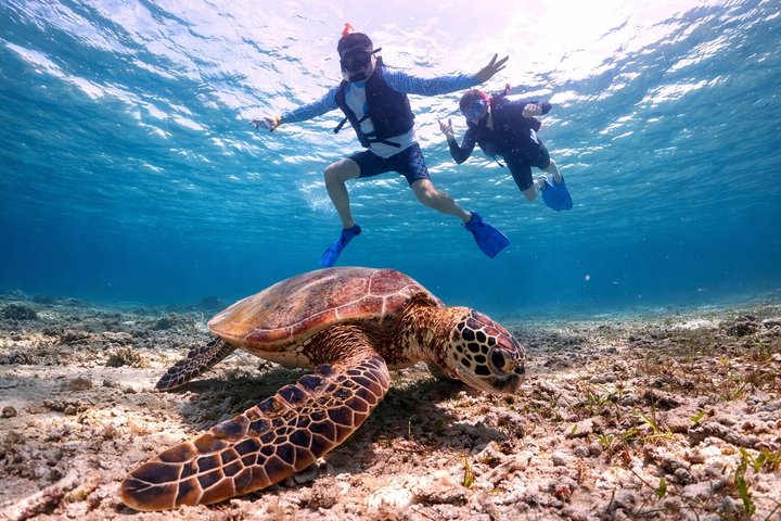 Snorkeling in Miyakojima- Fluent English! Small group!