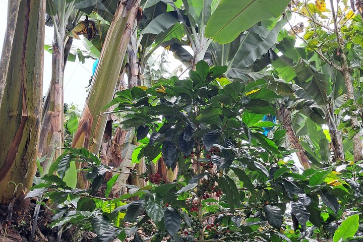 Agroecological coffee farm experience
