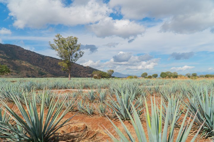 Classic Tequila Tour and CANTARITOS EL GÜERO