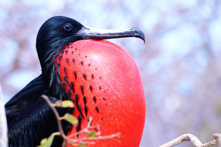 North Seymour Island Day Tour