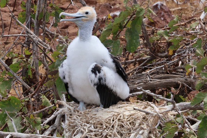 North Seymour Island Day Tour