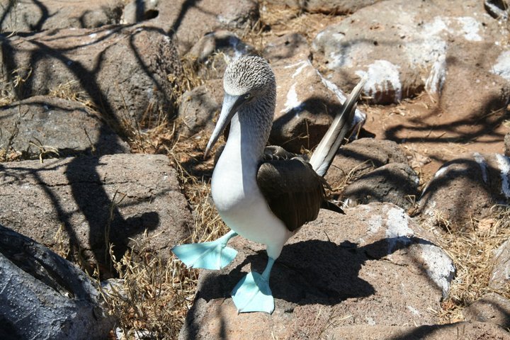 North Seymour Island Day Tour