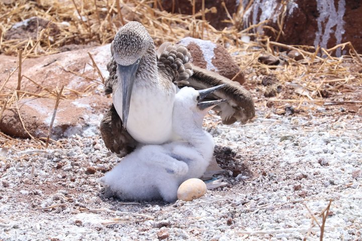 North Seymour Island Day Tour