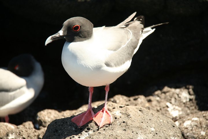 North Seymour Island Day Tour