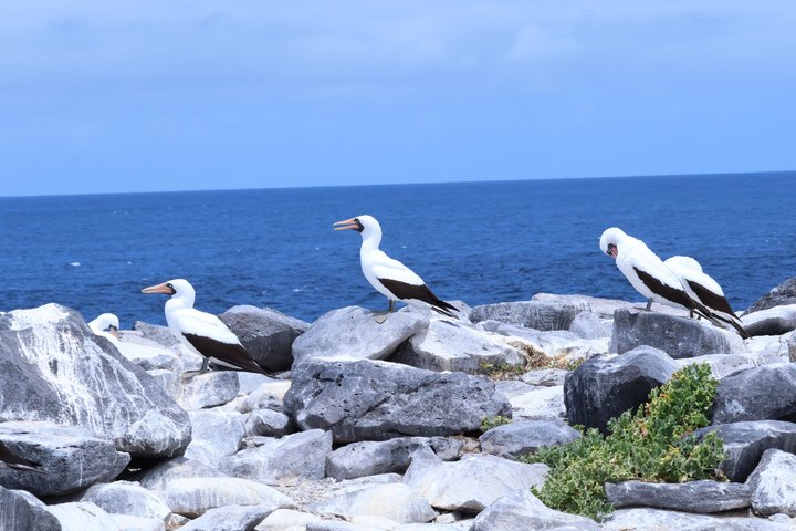 North Seymour Island Day Tour