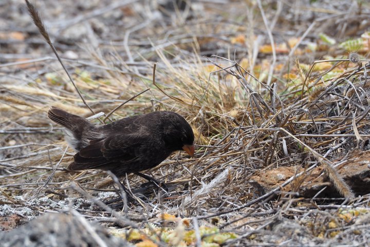 North Seymour Island Day Tour