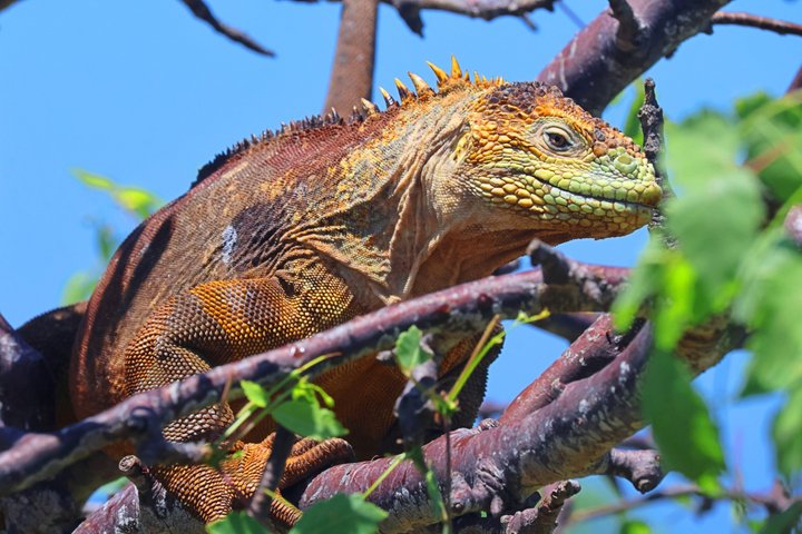 North Seymour Island Day Tour