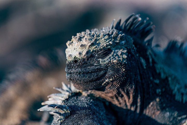 North Seymour Island Day Tour